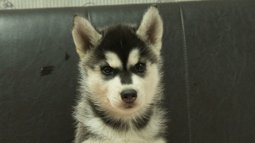 シベリアンハスキー子犬の写真No.202608211正面9月4日現在