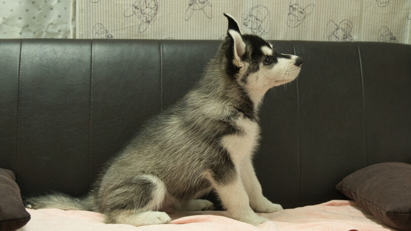 シベリアンハスキー子犬の写真No.202608211右側面9月25日現在