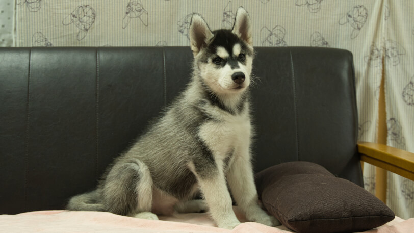 シベリアンハスキー子犬の写真No.202608211-5 9月25日現在