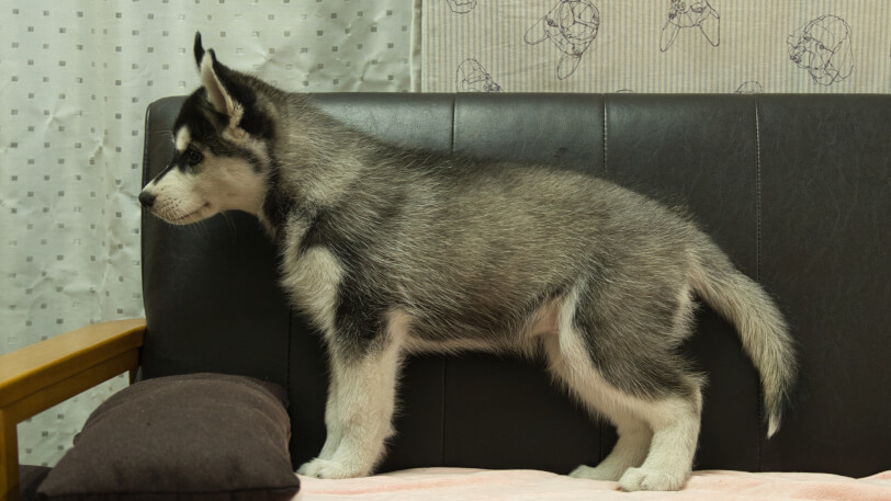 シベリアンハスキー子犬の写真No.202608211左側面9月25日現在