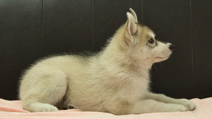 シベリアンハスキー子犬の写真No.202607214右側面9月25日現在