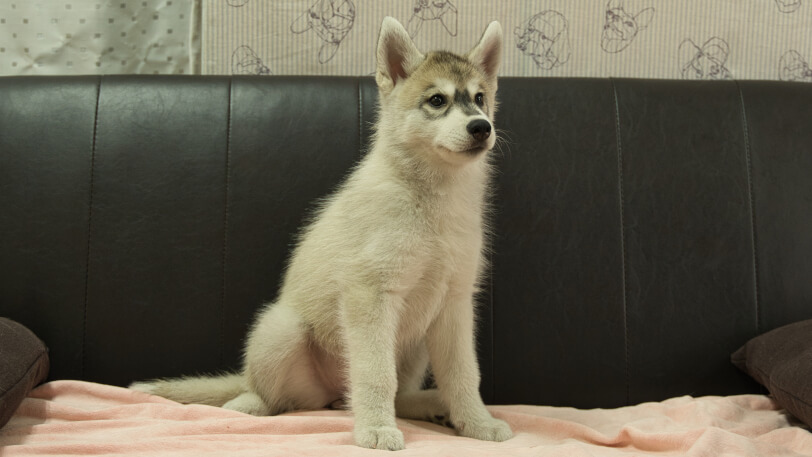シベリアンハスキー子犬の写真No.202607214-5 9月25日現在