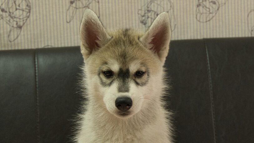 シベリアンハスキー子犬の写真No.202607214正面9月25日現在