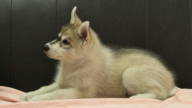 シベリアンハスキー子犬の写真No.202607214左側面9月25日現在