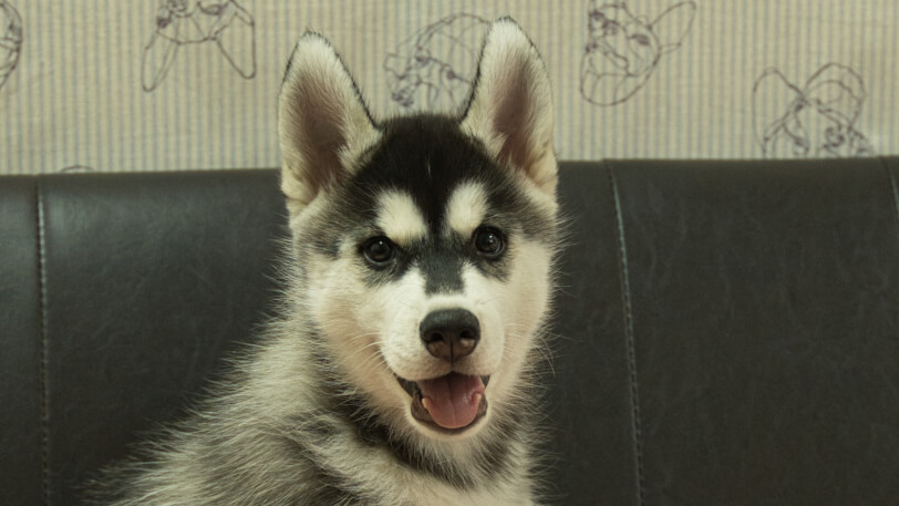 シベリアンハスキー子犬の写真No.202608211正面9月25日現在