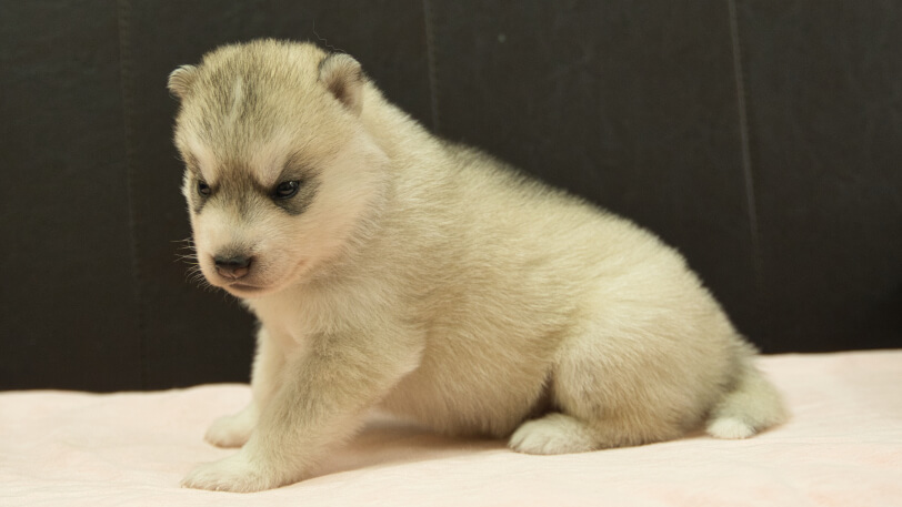 シベリアンハスキー子犬の写真No.202609153左側面10月6日現在