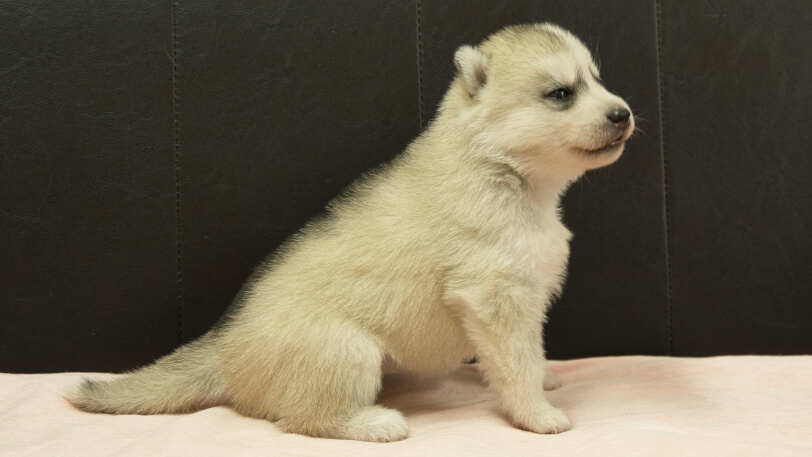 シベリアンハスキー子犬の写真No.202609154右側面10月6日現在