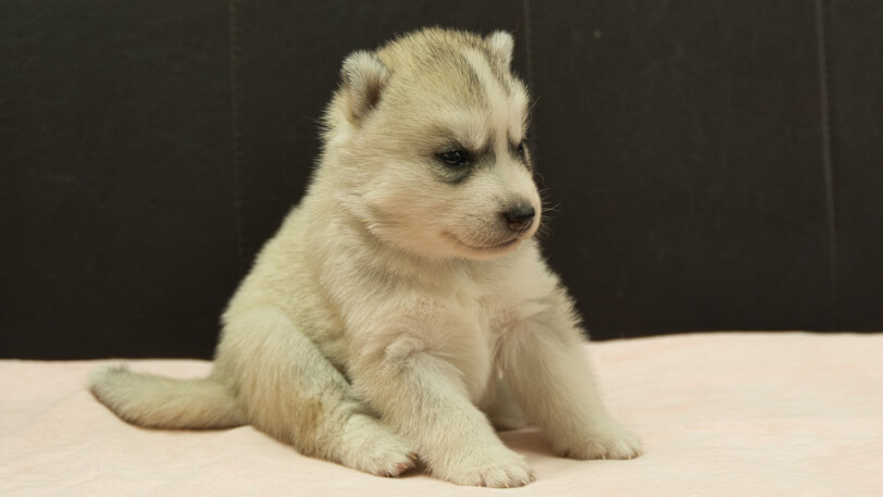 シベリアンハスキー子犬の写真No.202609154-5 10月6日現在