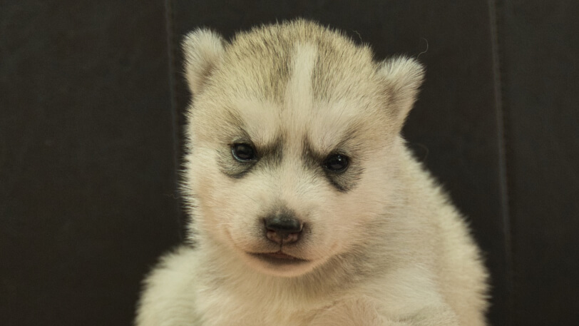 シベリアンハスキー子犬の写真No.202609154正面10月6日現在