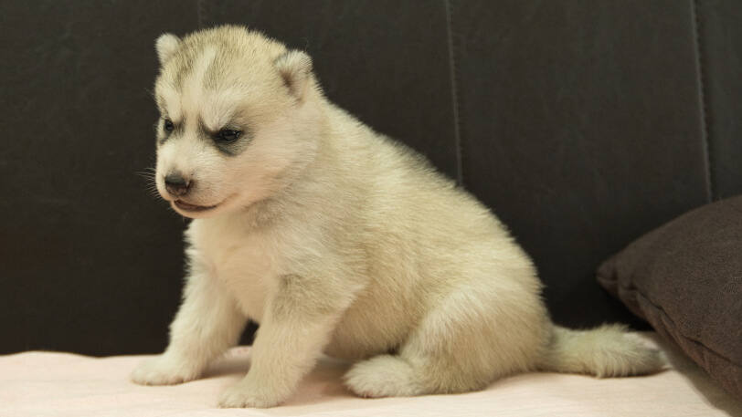 シベリアンハスキー子犬の写真No.202609154左側面10月6日現在