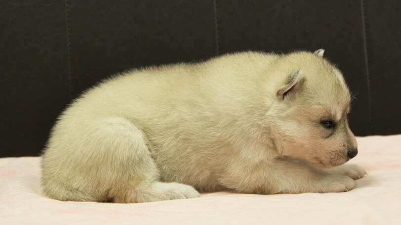 シベリアンハスキー子犬の写真No.202609155右側面10月6日現在