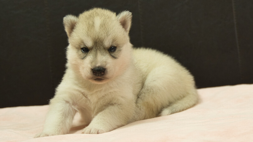 シベリアンハスキー子犬の写真No.202609155-4 10月6日現在