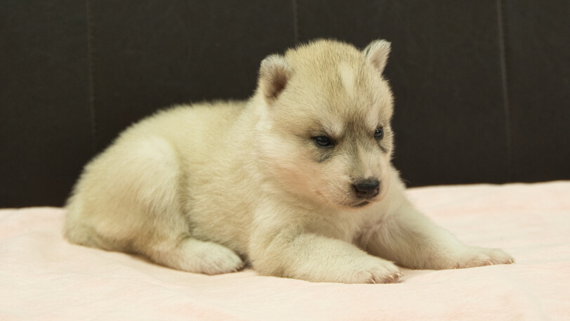 シベリアンハスキー子犬の写真No.202609155-5 10月6日現在