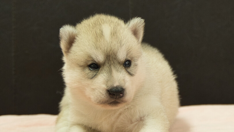 シベリアンハスキー子犬の写真No.202609155正面10月6日現在