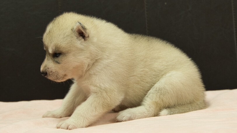 シベリアンハスキー子犬の写真No.202609155左側面10月6日現在