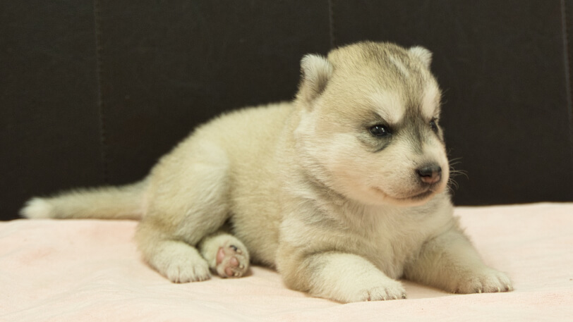 シベリアンハスキー子犬の写真No.202609156-5 10月6日現在