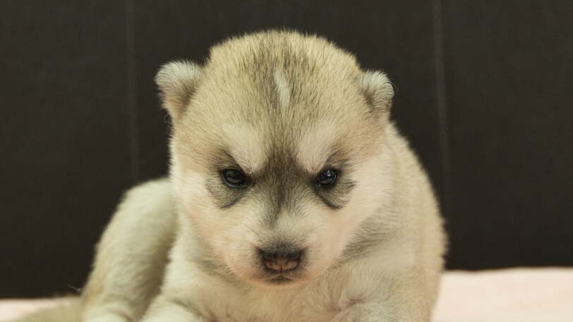 シベリアンハスキー子犬の写真No.202609156正面10月6日現在