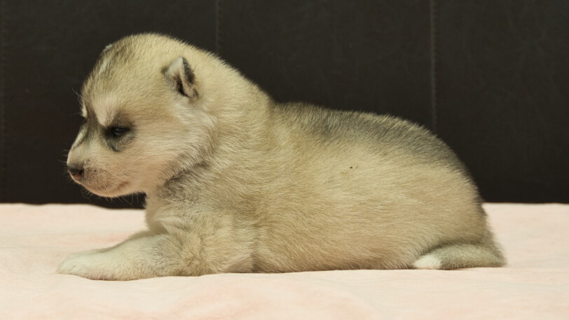 シベリアンハスキー子犬の写真No.202609156左側面10月6日現在