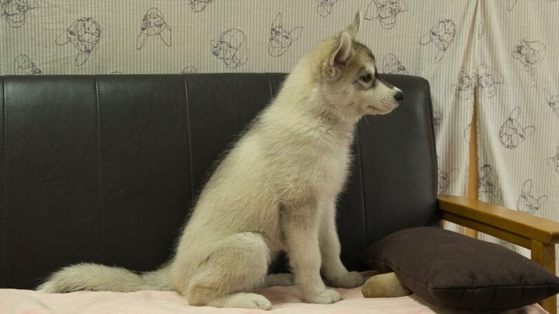 シベリアンハスキー子犬の写真No.202607214右側面10月6日現在