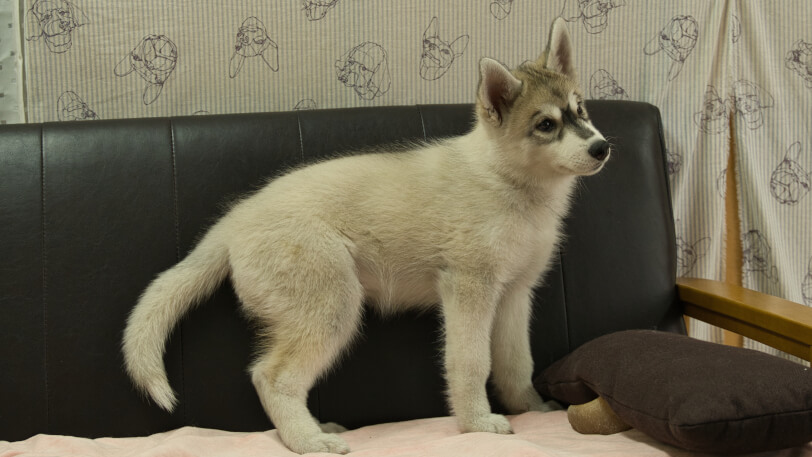 シベリアンハスキー子犬の写真No.202607214-5 10月6日現在