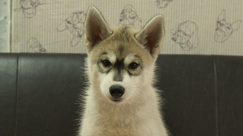 シベリアンハスキー子犬の写真No.202607214正面10月6日現在