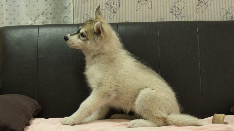 シベリアンハスキー子犬の写真No.202607214左側面10月6日現在