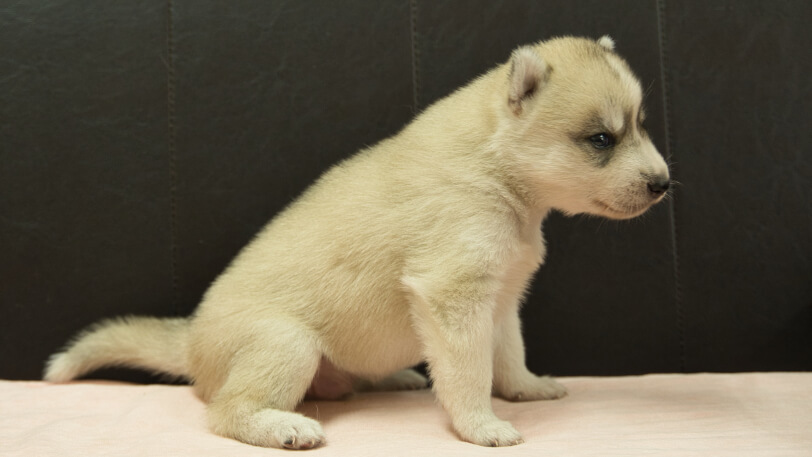 シベリアンハスキー子犬の写真No.202609151右側面10月6日現在