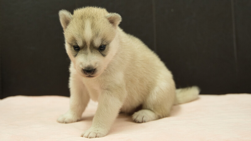 シベリアンハスキー子犬の写真No.202609151-4 10月6日現在