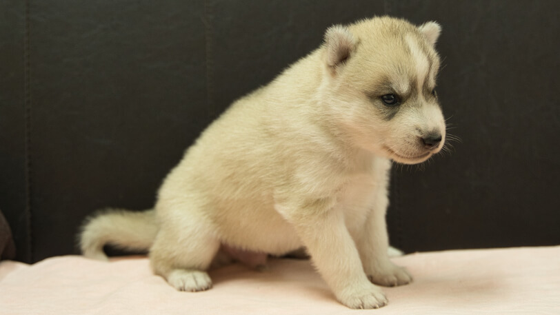 シベリアンハスキー子犬の写真No.202609151-5 10月6日現在