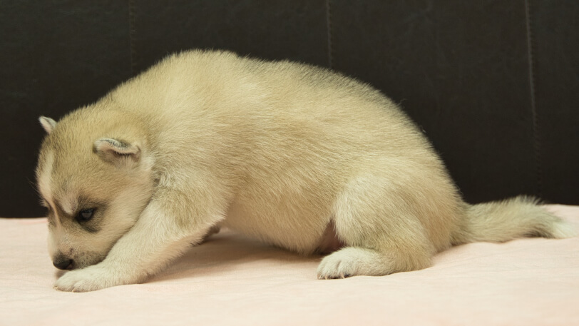 シベリアンハスキー子犬の写真No.202609151左側面10月6日現在