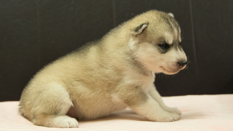 シベリアンハスキー子犬の写真No.202609152右側面10月6日現在
