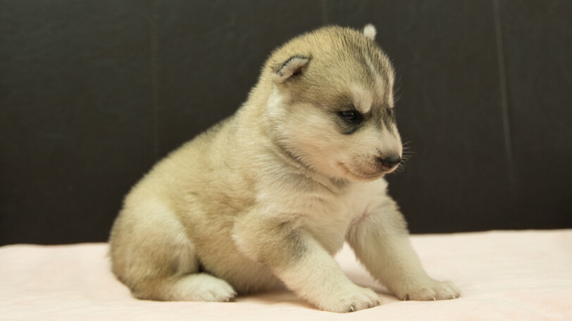シベリアンハスキー子犬の写真No.202609152-5 10月6日現在