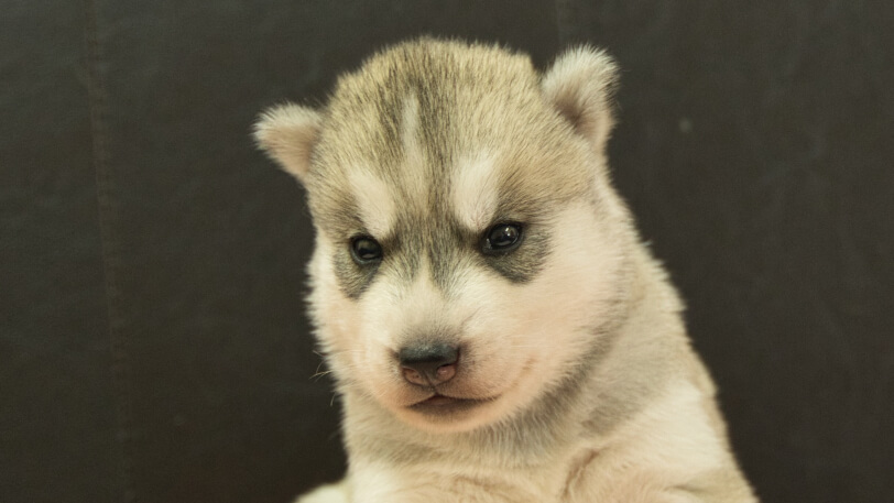 シベリアンハスキー子犬の写真No.202609152正面10月6日現在