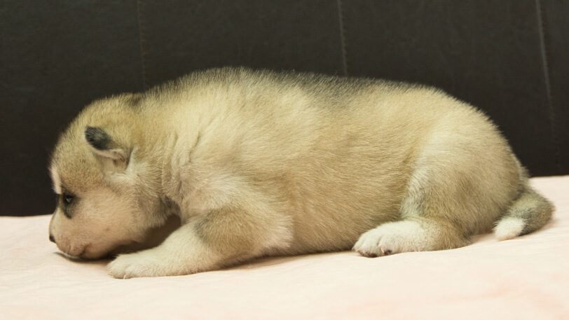 シベリアンハスキー子犬の写真No.202609152左側面10月6日現在