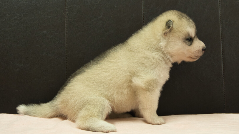 シベリアンハスキー子犬の写真No.202609153右側面10月6日現在