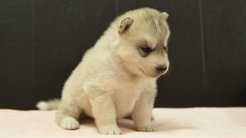 シベリアンハスキー子犬の写真No.202609153-5 10月6日現在