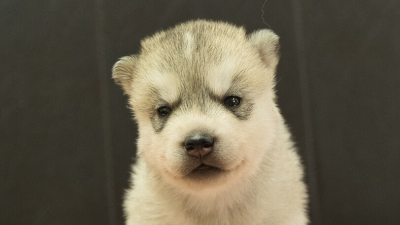 シベリアンハスキー子犬の写真No.202609153正面10月6日現在