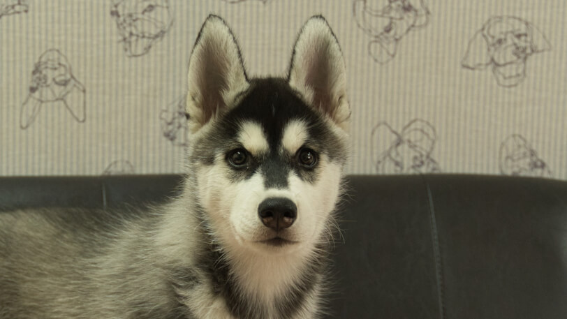 シベリアンハスキー子犬の写真No.202608211正面10月6日現在