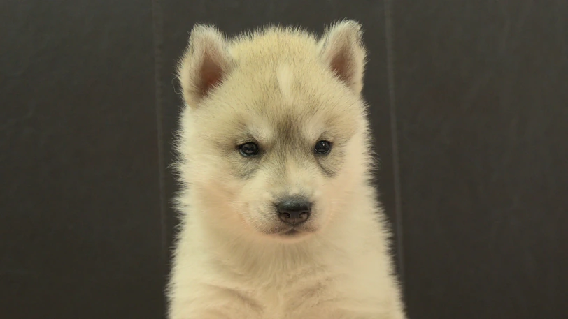 シベリアンハスキー子犬の写真No.202609155正面10月15日現在