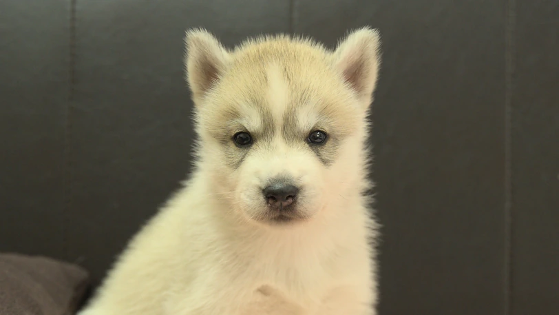 シベリアンハスキー子犬の写真No.202609151正面10月15日現在