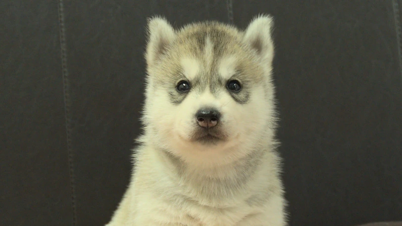 シベリアンハスキー子犬の写真No.202609152正面10月15日現在