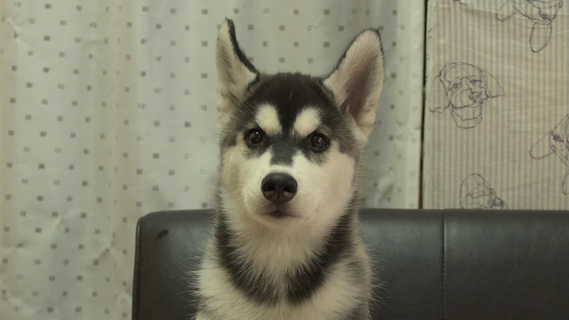 シベリアンハスキー子犬の写真No.202607211正面10月15日現在