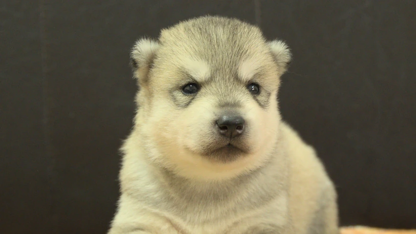 シベリアンハスキー子犬の写真No.202609251正面10月11日現在