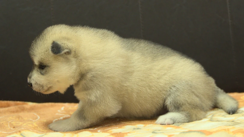シベリアンハスキー子犬の写真No.202609251左側面10月11日現在