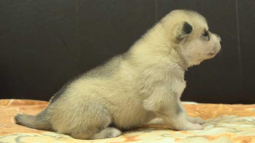 シベリアンハスキー子犬の写真No.202609251右側面10月11日現在