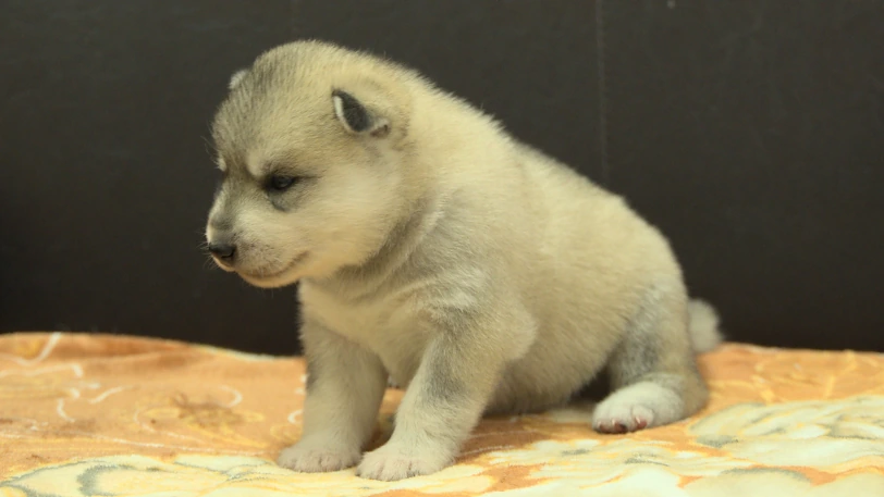 シベリアンハスキー子犬の写真No.202609251斜め左10月11日現在