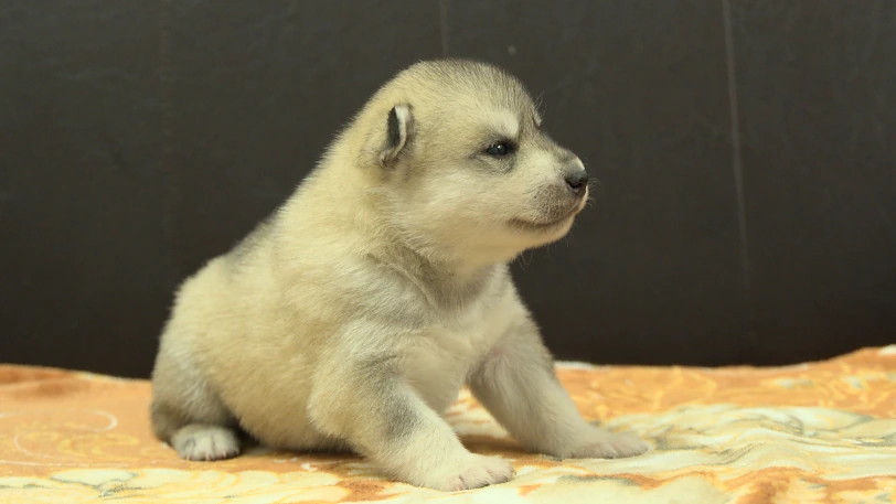 シベリアンハスキー子犬の写真No.202609251斜め右10月11日現在