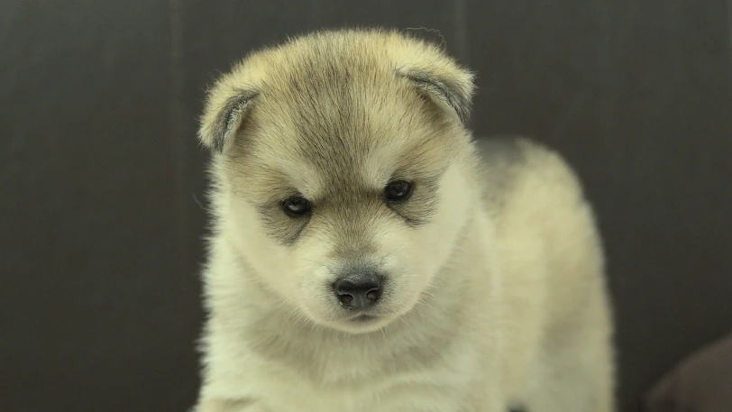 シベリアンハスキー子犬の写真No.202609251正面10月21日現在