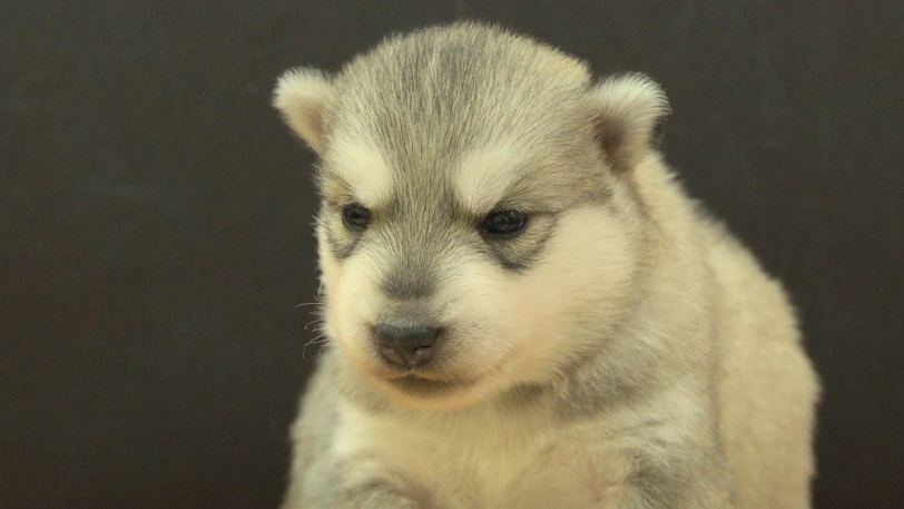 シベリアンハスキー子犬の写真No.202609252正面10月11日現在