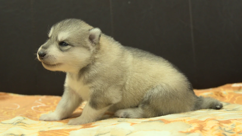 シベリアンハスキー子犬の写真No.202609252左側面10月11日現在